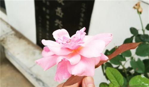 抗日小英雄王二小墓地現狀，葬于犧牲處，兒時玩伴為其守墓59年676-骨灰墓園
